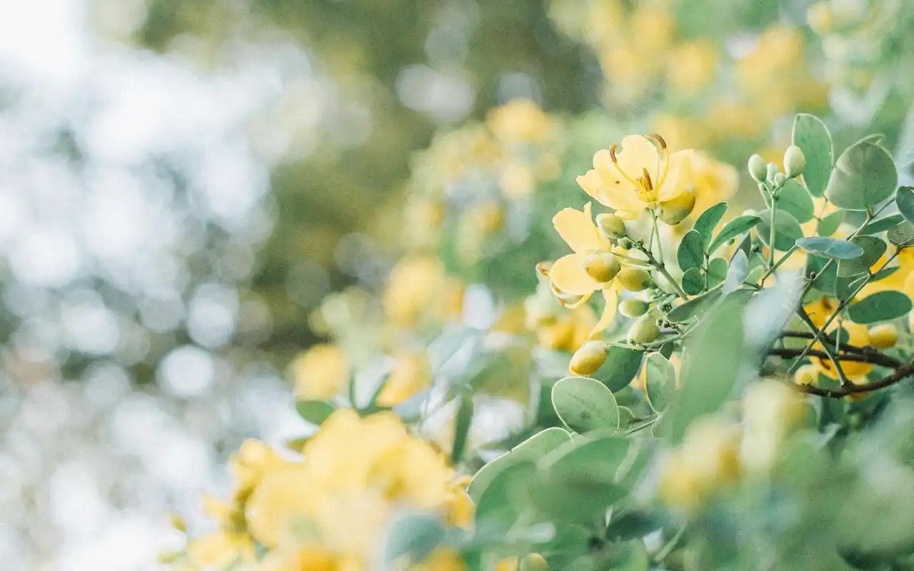 治愈系唯美花卉植物高清图片桌面壁纸