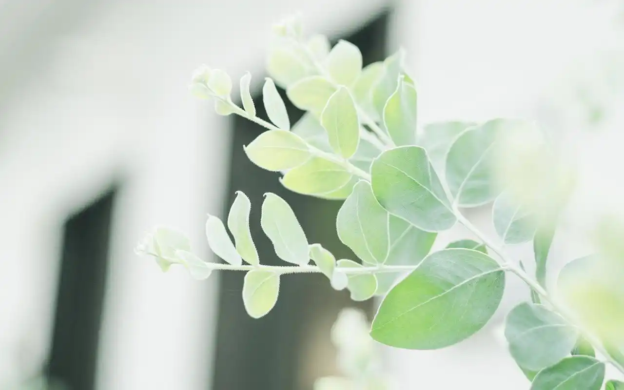 绿色小清新植物图片高清桌面壁纸