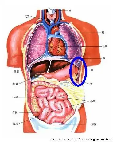 饮食健康之补脾气