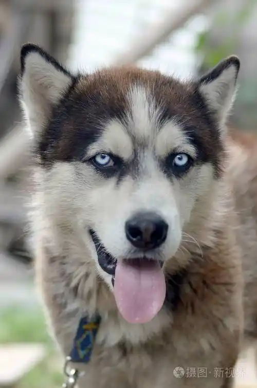 北极阿拉斯加蓝眼睛口吻肖像特写这是一种相当大的本地狗