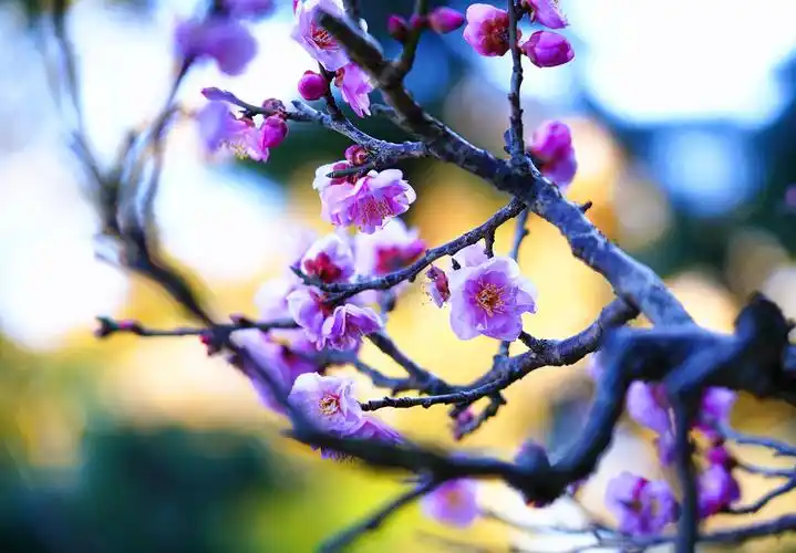 梅花图,迎新年!