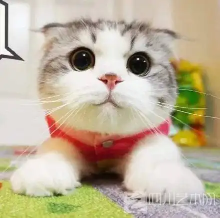 满脸无辜的萌系猫咪 都可以拿去做头像了