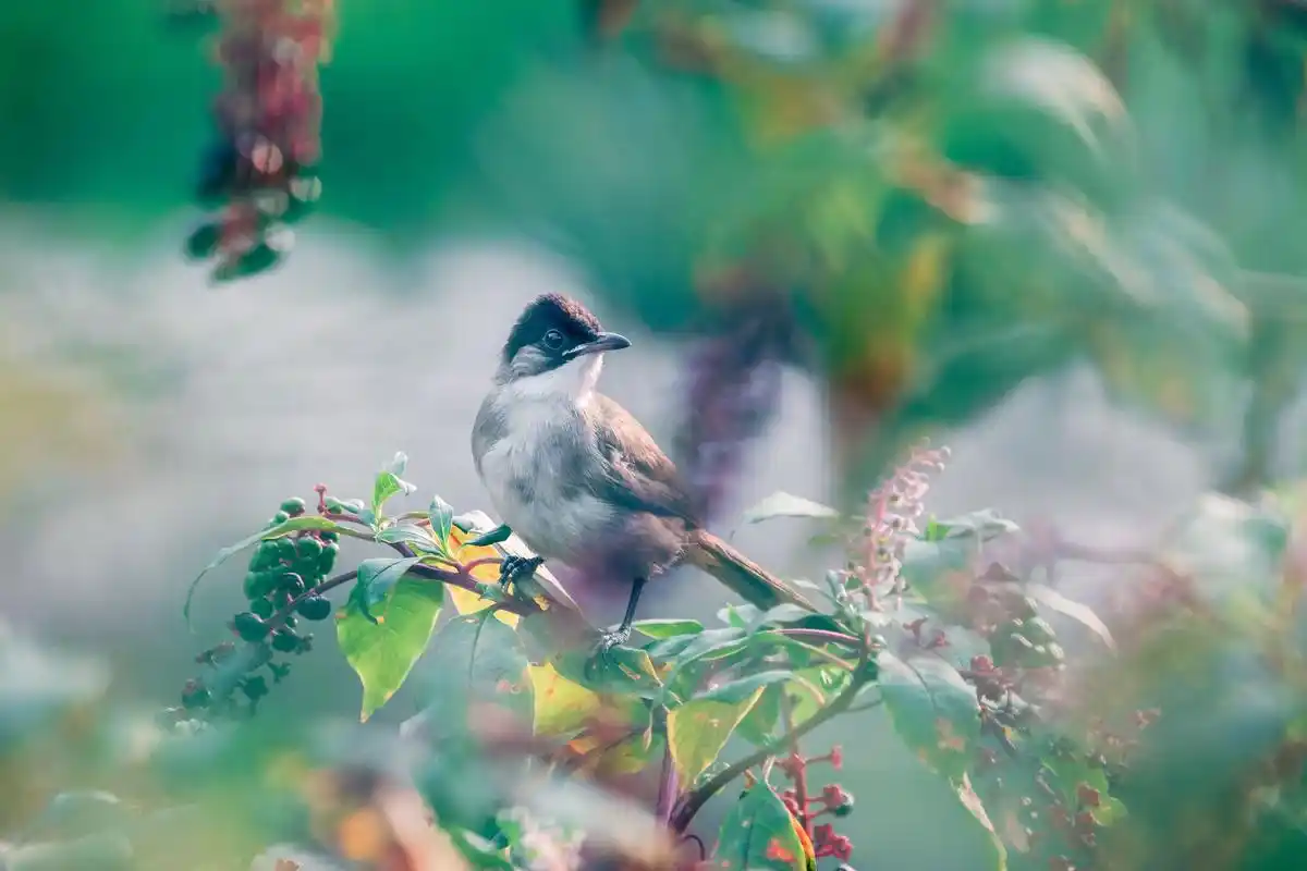 秋天的飞鸟 95拍摄灵感: 雄性黑顶林莺,仿佛头戴黑色贝雷帽 - 抖音
