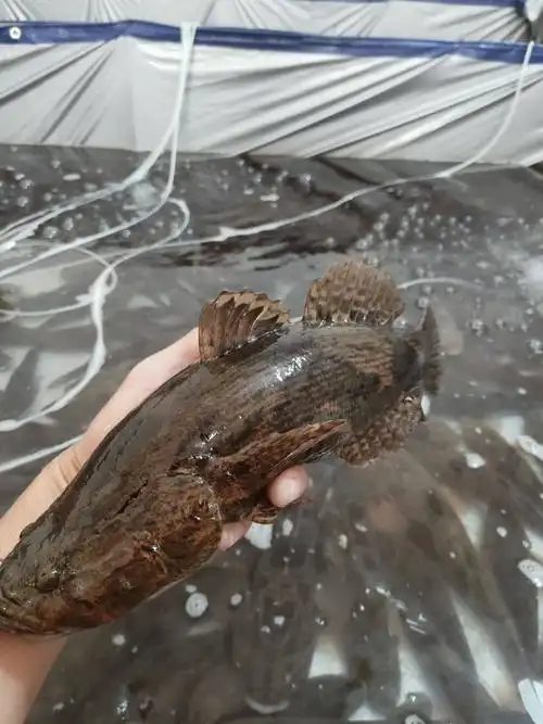 笋壳鱼常年稳定供货