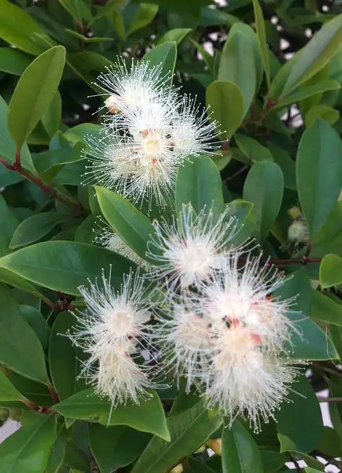 彩虹之国--动物,花卉篇