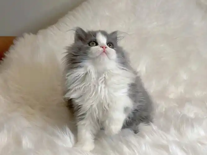 蓝白长毛弟弟找新家啦