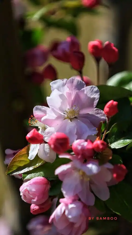 惊艳海棠花 最美四月天(三)