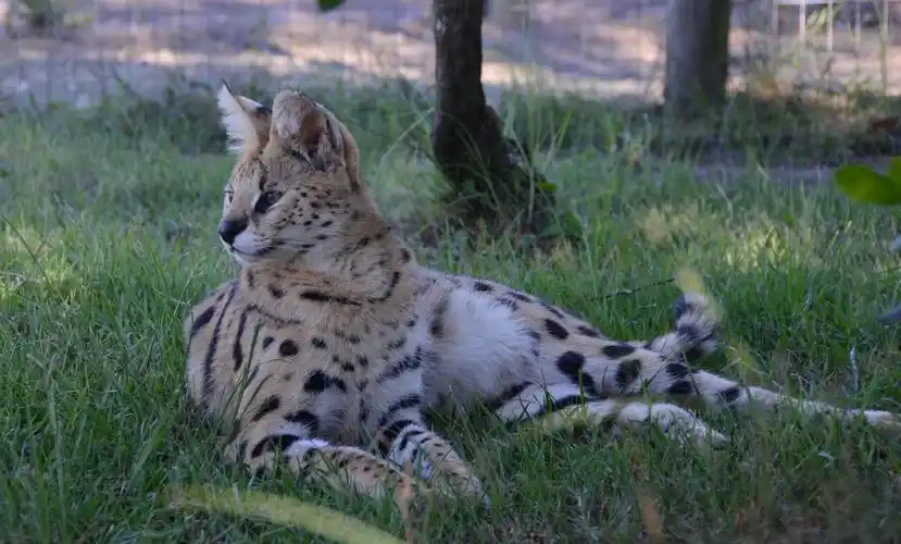 野生动物薮猫图片,高清图片 - ipad壁纸