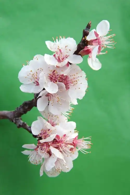 杏花(杏花是什么颜色)