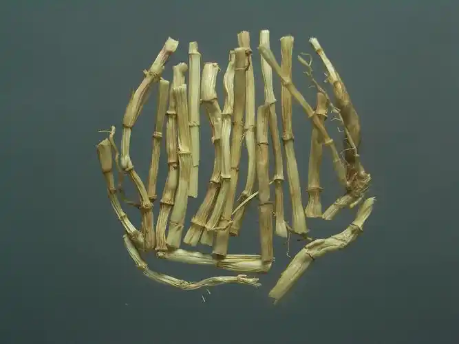 说起白茅,我想在农村长大的80后都不会陌生,在农村的山野田埂上可以