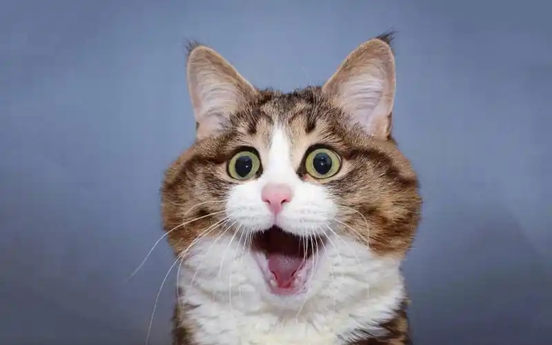 可爱猫咪搞笑表情,高清图片,动物壁纸-回车桌面
