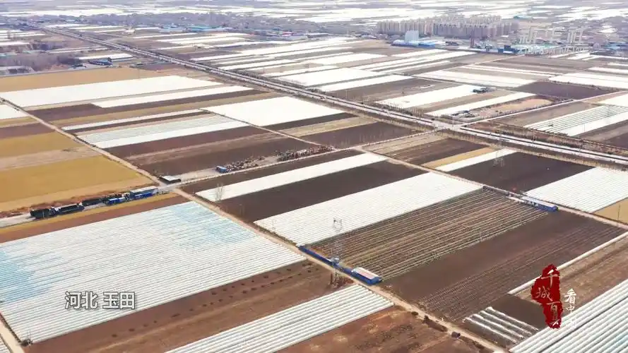 千城百县看中国丨河北玉田春耕时节薯地忙
