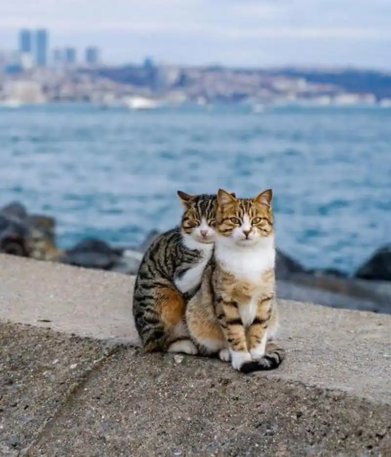 【两只猫咪依偎着坐在海边水泥堤岸上,背对着宽广的大海,显得非常可爱