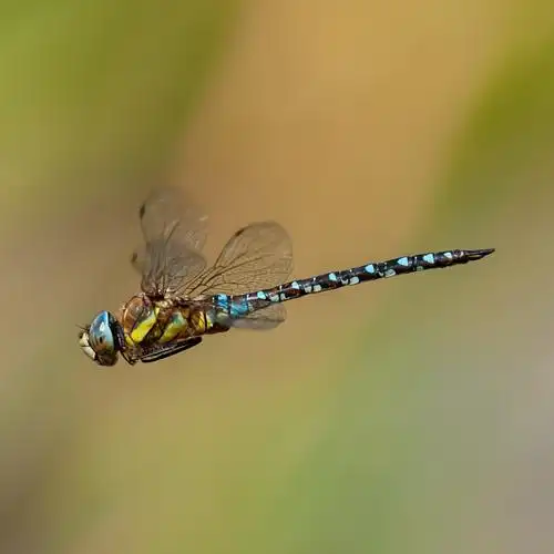 蜻蜓空中飞翔图片