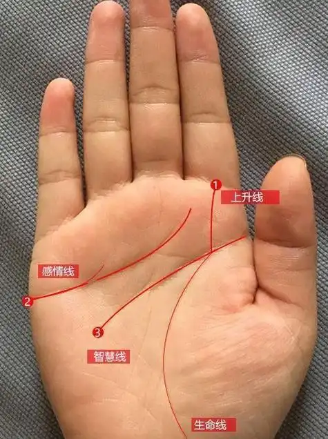 如果从生命线的开端就出现分叉的情况,一般这种手相的人性格都比较