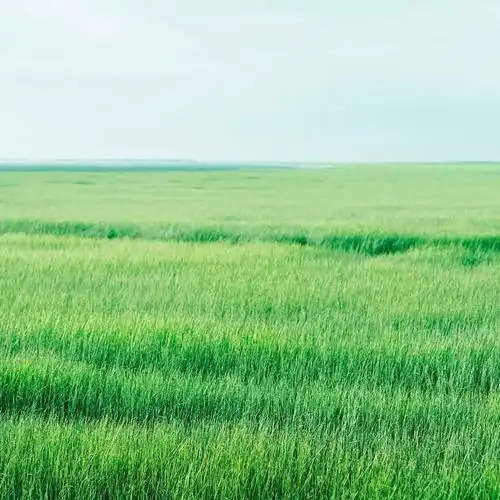 洗眼耐看超治愈摄影师定格的100种绿