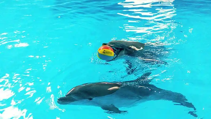 长沙海底世界小海豚的名字定了大家直赞太可爱啦