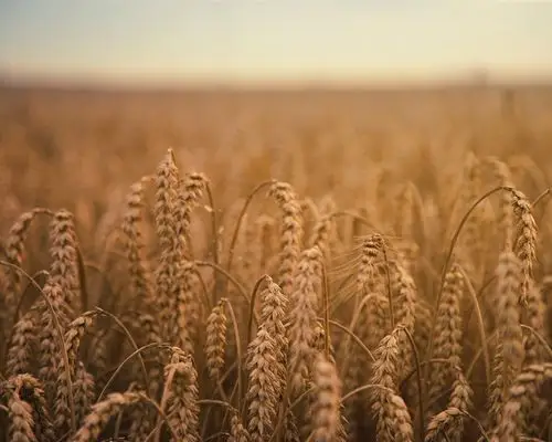 下载桌布 1280x1024 成熟的小麦,田野 桌面背景