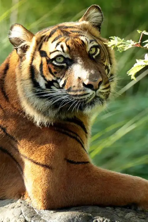 老虎休息,石头,回头看,树叶 4k