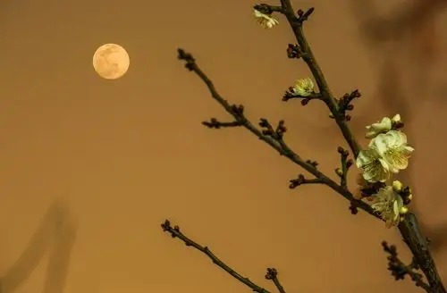 明亮而即大又圆的月亮衬托的着梅花真漂亮.