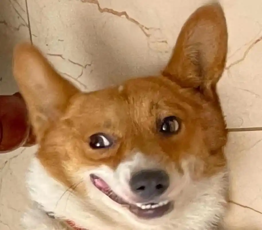 修狗表情包.修狗表情管理#家有傻狗 #小短腿的快乐 #调皮捣 - 抖音