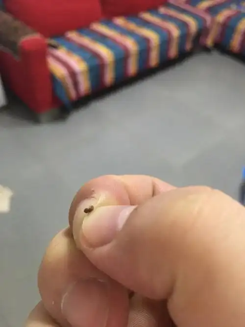 请问这是什么虫?