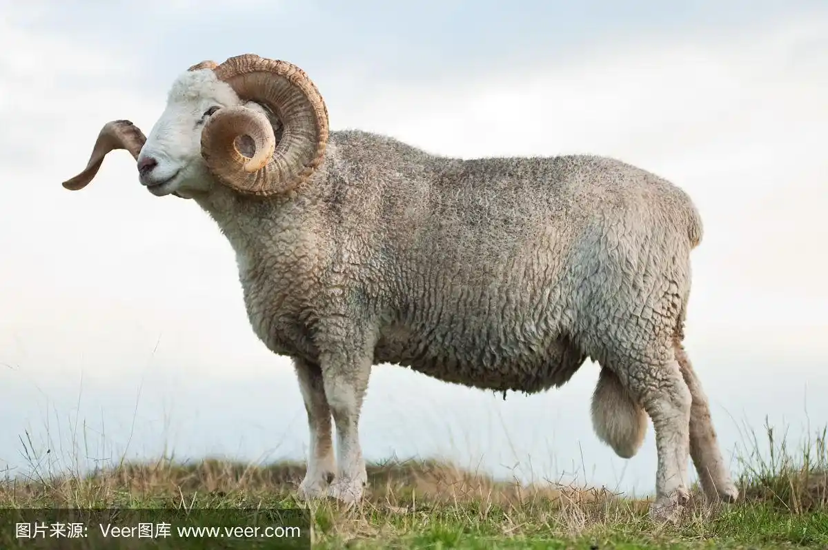 公羊,黄昏,冬天,图像,绵羊