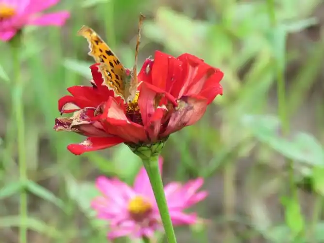 蝴蝶飞在花丛中