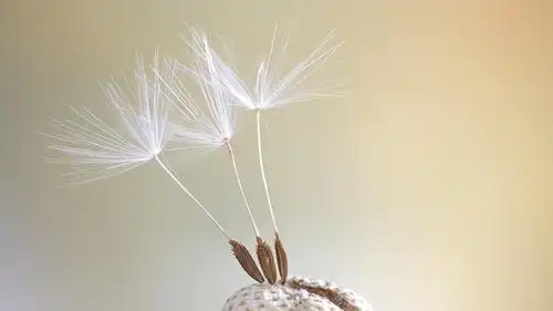 电脑壁纸 花卉 植物 摄影下小清新淡雅唯美蒲公英