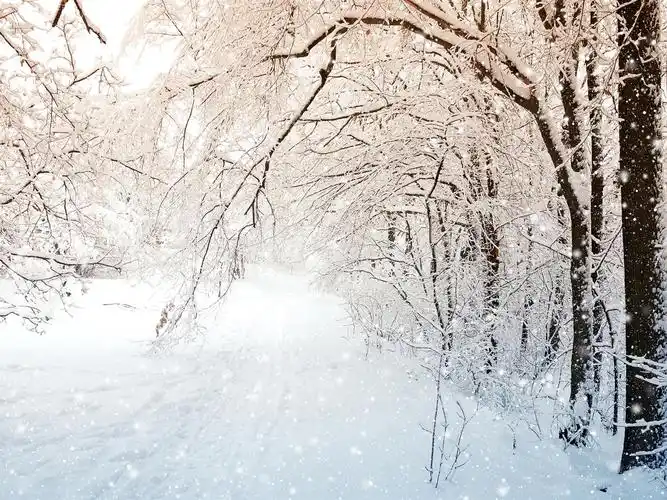 冬天自然,树,白色雪 壁纸