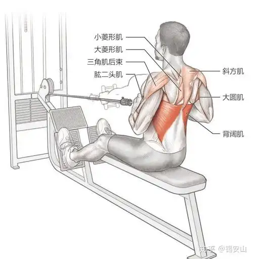 次要训练肌群:斜方肌,大菱形肌,小菱形肌,大圆肌,三角肌后束,肱二头肌