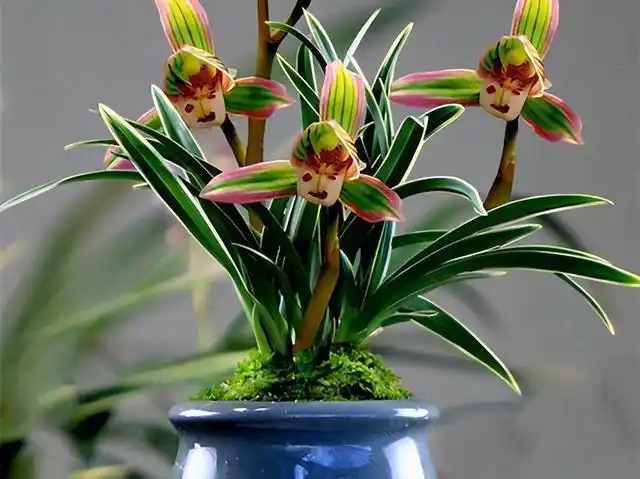 最值钱的兰花图片(最值钱的兰花品种图片)