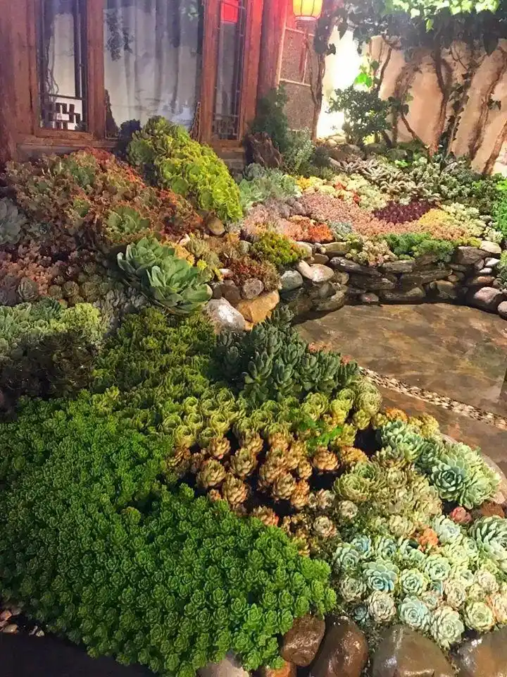 塞满多肉的院子,连屋顶,墙上都不放过,真壕!