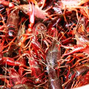 活小龙虾鲜活2斤