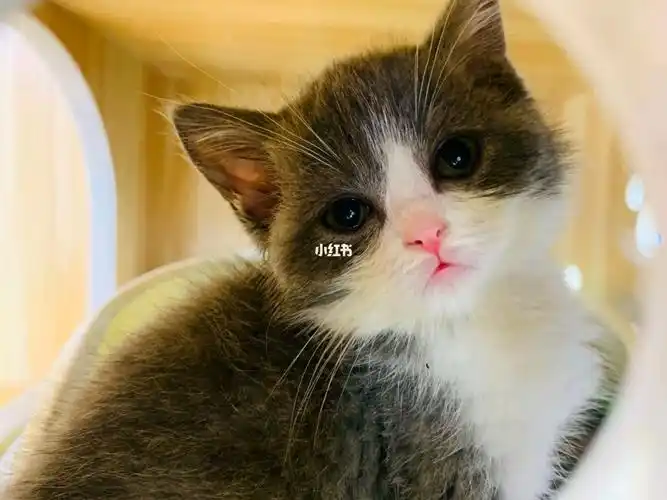 英短蓝白两个月可爱小猫咪