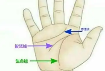 生命线短而且分叉-生命线的分叉线很长 - 网络编辑之家