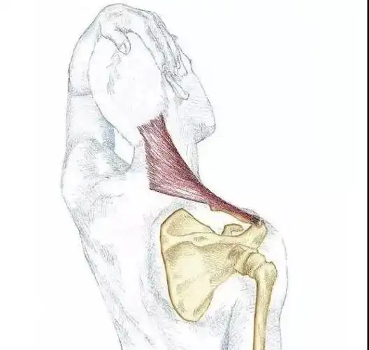 斜方肌拉伸