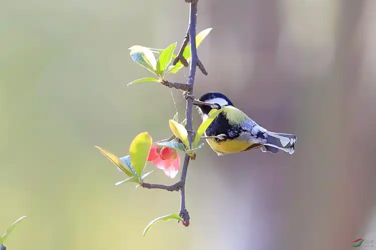 [林鸟] 花鸟图---绿背山雀
