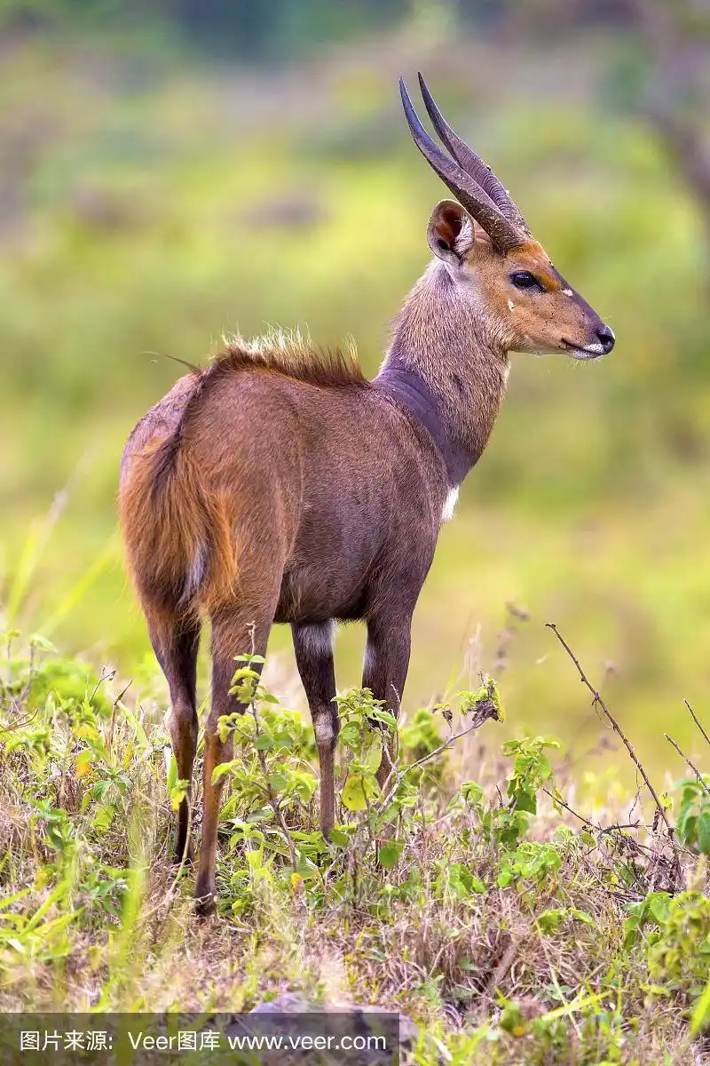 东非大丛林中站立的小羚羊