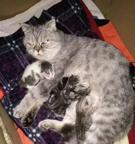 特纯种.英短和美短配的种.