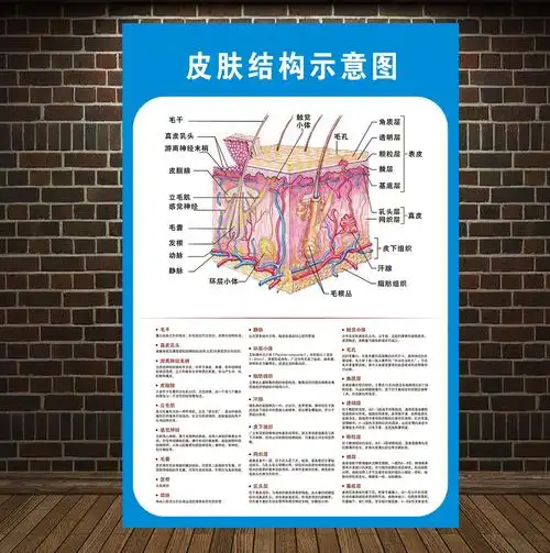 皮肤结构贴示意图纸皮肤疾病常见图谱贴纸医院皮肤科挂图宣传海报
