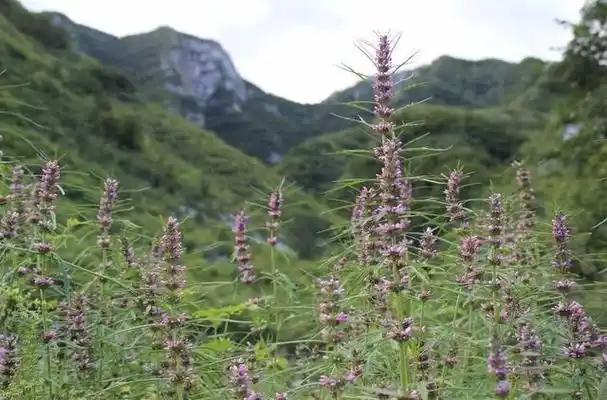 2,1保护心脏益母草能够改善冠脉循环,起到保护心脏的作用,可促进由
