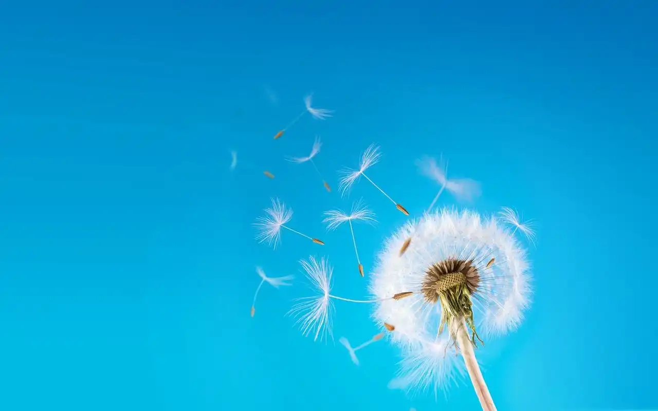 唯美梦幻的蒲公英壁纸