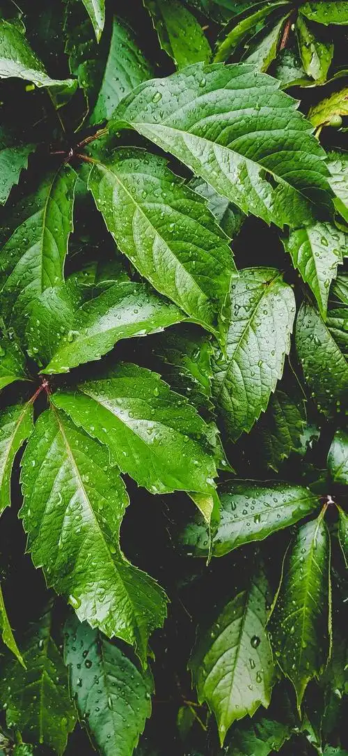 高清纯绿色护眼壁纸全屏(高清绿色护眼壁纸)(36)