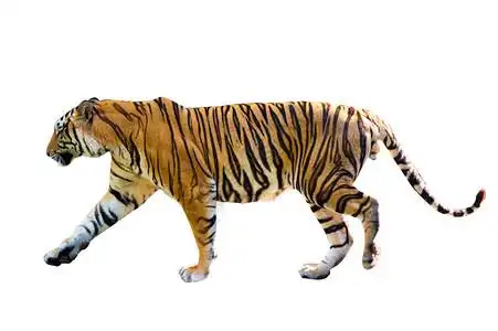 象 雨老虎白色背景隔离全身背景