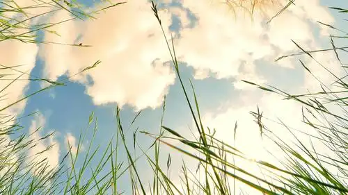 小清新绿色麦穗护眼唯美高清桌面壁纸