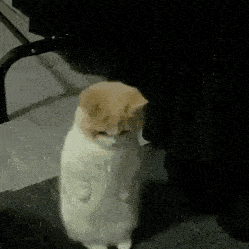 沙雕表情 | 猫子狗子动态沙雕表情包-04_包群