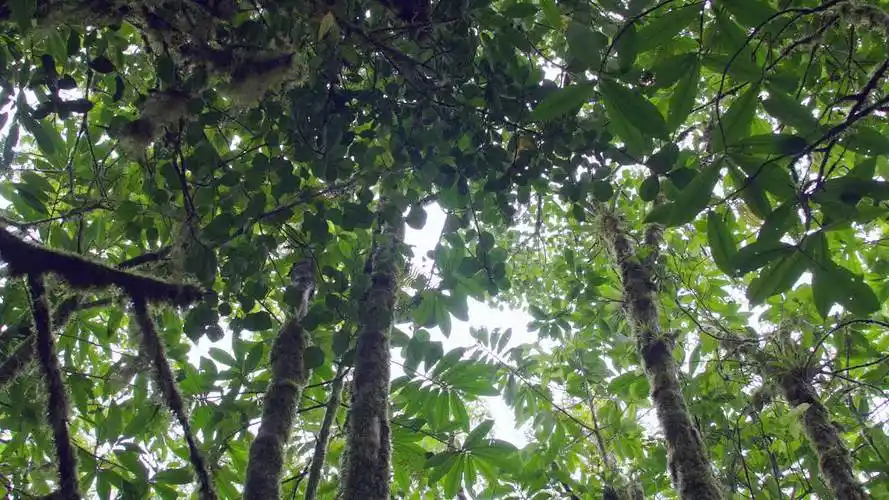 仰望哥斯达黎加雨林/圣埃琳娜,哥斯达黎加视频素材