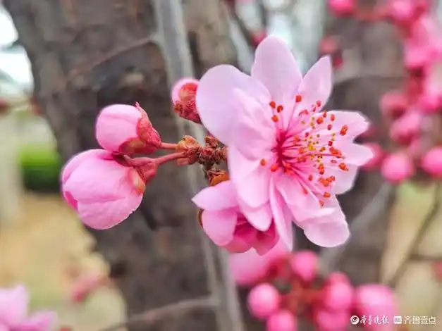 美人梅花团锦簇