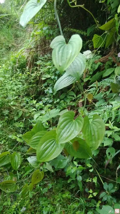 野生淮山茎叶野生魔芋野生淫羊藿(石壁上)